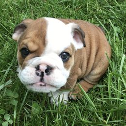 Bulldogs from Semper Fi Bulldogs