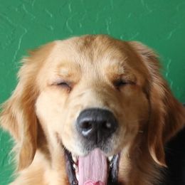 Golden Retrievers from HiCountry Goldens