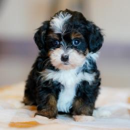 Daisy - Tri-color female Bernedoodle puppy in Dundee, Ohio from Down Home Doodle