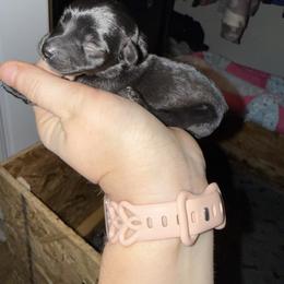 Brown Collar - Black male Schnoodle puppy in Winchester, Tennessee from Mahaffey’s Doodles