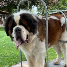 Bison - Saint Bernard