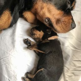 Rottweiler Puppies from Amy Osborne