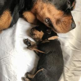 Rottweiler Puppies from Amy Osborne