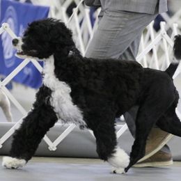 Portuguese Water Dogs from Baja PWD