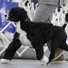 Portuguese Water Dogs from Baja PWD