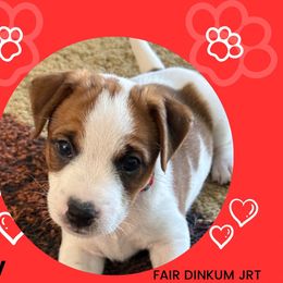 Red collar - Tri-color Jack Russell Terrier puppy in Santa Clarita, California from Fair Dinkum Jack Russell Terriers