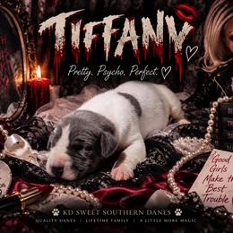 Tiffany - Blue female Great Dane puppy in Montgomery, Texas from KD Sweet Southern Danes