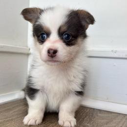 Blue miss mark with full tail - Blue female Pembroke Welsh Corgi puppy in Clarksville, Tennessee from Cooler Farms Corgis