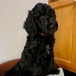 Kingston - Black male Goldendoodle puppy in Macclenny, Florida from Davis's Doodles