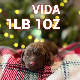 Vida - Chocolate female Labrador Retriever puppy in Puyallup, Washington from 12 Door Farm Labradors
