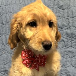 Ellie - Red  female Goldendoodle puppy in Atlanta, Georgia from ADreamcatchers Doodles