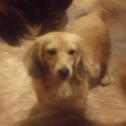 Jasper - Dachshund