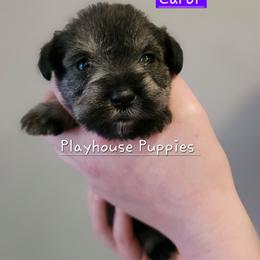 Carol - Salt and pepper female Miniature Schnauzer puppy in Lebanon, Missouri from Playhouse Puppies