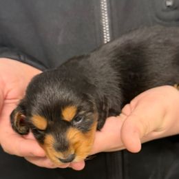 Barley - Black and tan male Dachshund puppy in Ft Dodge, Iowa from Secret Reality