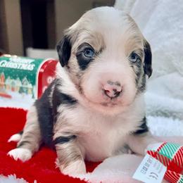Blue collar with tail - Blue merle male Miniature Australian Shepherd puppy in 32046, Florida from River Hill Ranch
