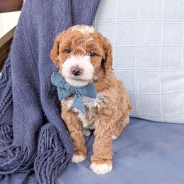 Spin - Red  male Goldendoodle puppy in Whitesburg, Georgia from Asbury & Co Farms