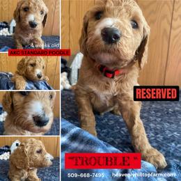 TROUBLE - Red Collar Girl - Red  female Poodle puppy in Charlo, Montana from Heavenly Hilltop Farm