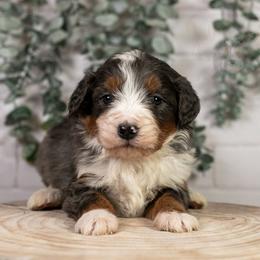 Nordic - Family Raised - Blue merle male Bernedoodle puppy in Eureka, Illinois from Joley Aire Family Dogs