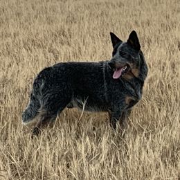Bruce - Australian Cattle Dog
