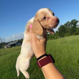 MWM1 red or cream - Cream male Dachshund puppy in Carthage, Texas from Rafter C Ranch Doxies