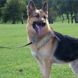 German Shepherds from Von Willnic Kennels