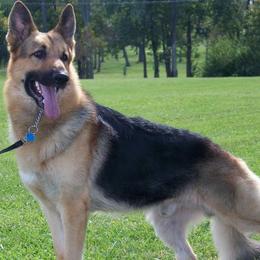 German Shepherds from Von Willnic Kennels