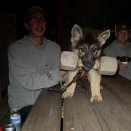 German Shepherd Puppies from Von Lindesfarne