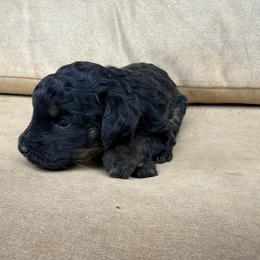 Aussiedoodle and Sarplaninac Puppies from Pesky Redneck Mini Ranch