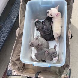 French Bulldog Puppies from Three Vine Frenchies