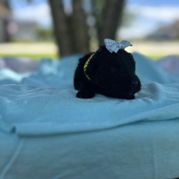 Missy - Black female Bouvier des Flandres puppy in Buffalo, Missouri from Noble Bouviers