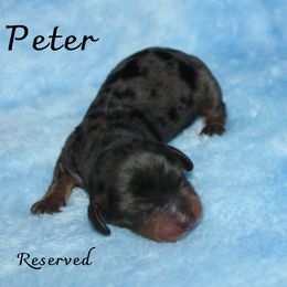 Boy 2 - Dapple Dachshund puppy in Paris, Texas from Kuttin’ Up Mini Aussies