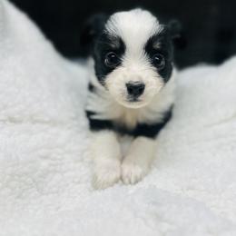 Sassy - Black tri female Toy Australian Shepherd puppy in Garvin, Oklahoma from Hochatown Awesome Aussies