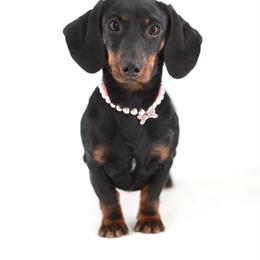 Love - Black and tan female Dachshund puppy in Neosho, Missouri from Tinker Toy Doxies