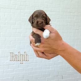 Ralph (Blue Collar) - Chocolate male Goldendoodle puppy in Bell Buckle, Tennessee from Precious Puptown Doodles