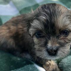 Shih Tzus and Shorkies from Shorkie & Shih Tzu Haven