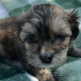 Shih Tzus and Shorkies from Shorkie & Shih Tzu Haven