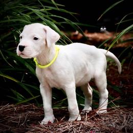 Yellow - White female Dogo Argentino puppy in Powder Springs, Georgia from Primo Kennels