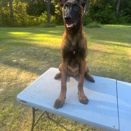 Loki - Fawn male Belgian Malinois puppy in Midway, Georgia from C4MALINOIS