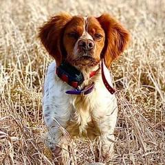 Biz  - French Brittany