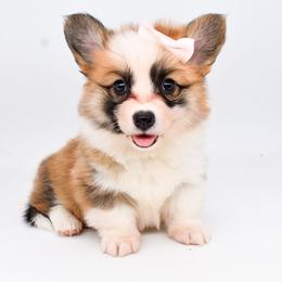 Fae (full tail) - Red female Pembroke Welsh Corgi puppy in San Antonio, Texas from Moxxi's Legacy Corgis