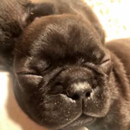 French Bulldog and Miniature Bull Terrier Puppies from Dogs of Dyhar