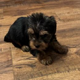 Jess - Blue and gold female Yorkshire Terrier puppy in Dawsonville, Georgia from Lynn’s Precious Pups