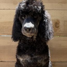 Oyster - Phantom male Poodle puppy in Arroyo Grande, California from Ever So Clever Poodles