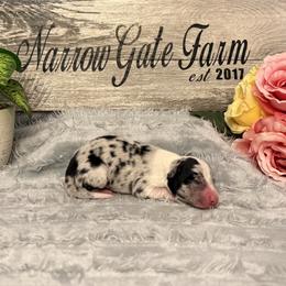 Baron - White and blue merle male Border Collie puppy in Moody, Texas from Narrow Gate Farm