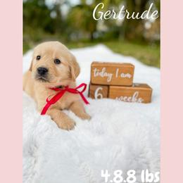 Golden Retriever Puppies from All shades Golden