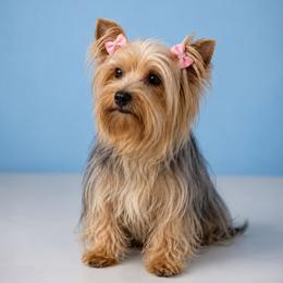 Chanel - Yorkshire Terrier
