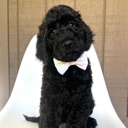 Cricket - Black male Goldendoodle puppy in Mount Pleasant, Tennessee from Doodle My Heart