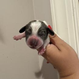 Girl 1 - Dapple female Dachshund puppy in Columbiana, Alabama from Tonya's Dachshunds