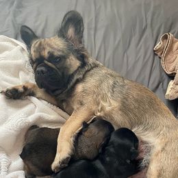 French Bulldog Puppies from Just Us Frenchies