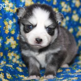 Margo - Black and white female Pomsky puppy in Mc Callsburg, Iowa from SZ Rolling Acres LLC